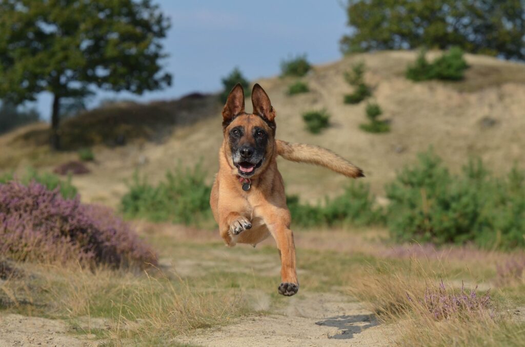 Los Angeles Dog Bite Injury Attorney